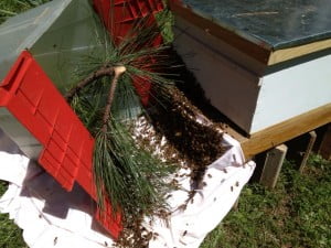 Alex Sharp - Hiving Bee Swarm