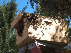 Swarm of bees moving into a box