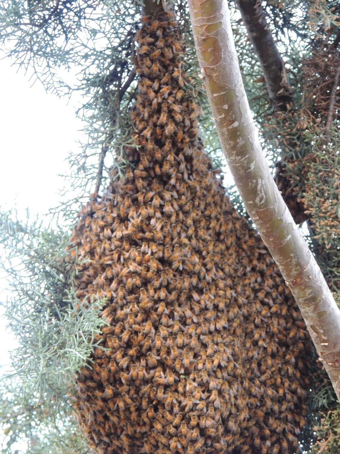 Bee Swarm on Branch